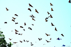 Flying-Foxes-Riung-big
