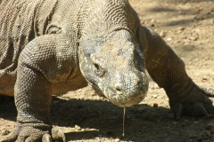 Komodo Dragon2