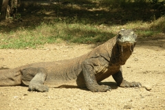 Komodo