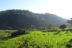 Ricefield at Moni